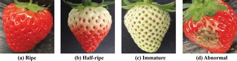 examples   strawberry images  scientific diagram