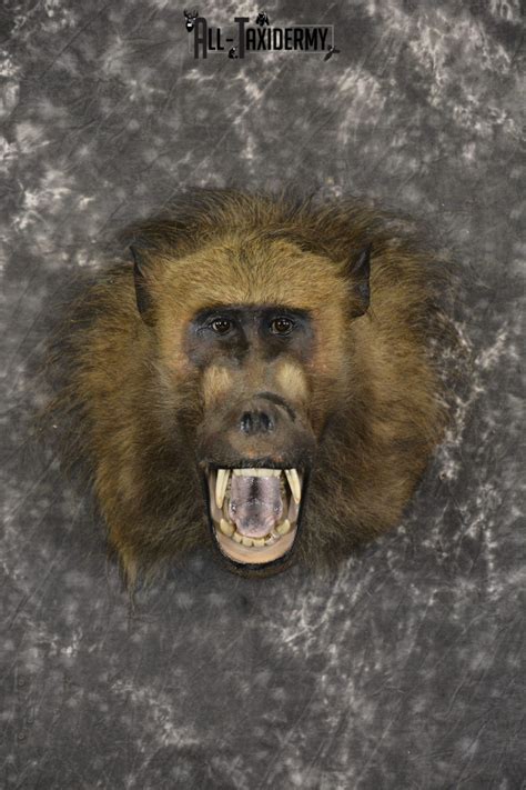 African Baboon Taxidermy Shoulder Mount Sku 2005