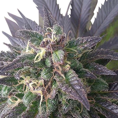 Blue Dream Seeds Blue Dream Feminized Seeds