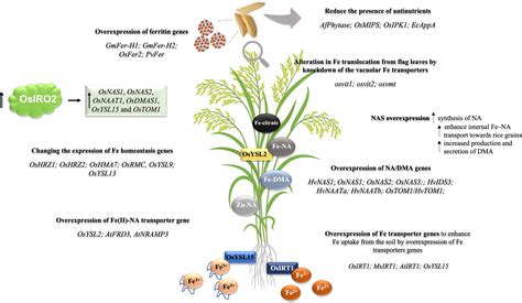 Frontiers A Tale Of Two Metals Biofortification Of Rice Grains With