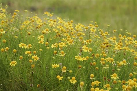 Free photo: Yellow flowers - Bloom, Bspo07, Droplets - Free Download