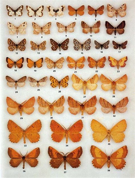 The Colour Identification Guide to Moths of the British Isles - UKMoths review