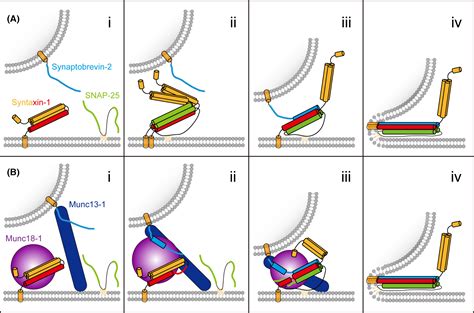 Neuronal Snare Complex Assembly Guided By Munc And Munc Wang