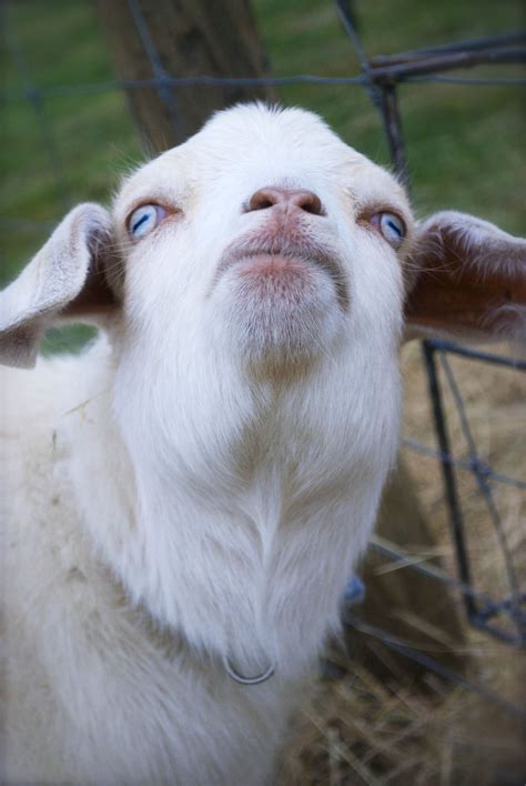 Georgia Man Arrested For Having Sex With A Goat New York Daily News