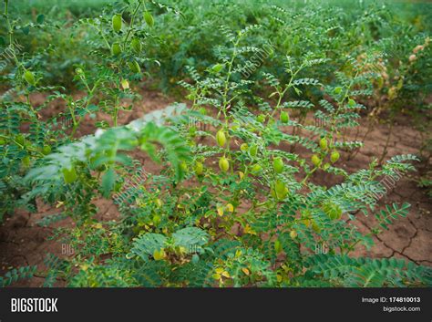 Chickpea Crop Field Image And Photo Free Trial Bigstock
