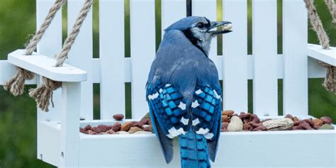 What Do Blue Jays Eat? 8 Favorite Foods! - Birdwatching Buzz