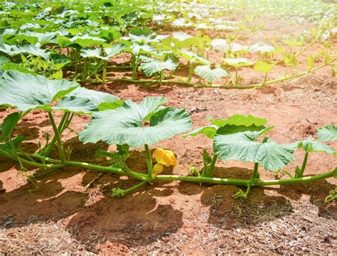 How To Prune Pumpkin Plants Backyard Boss