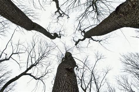 Naked Tree Branches Against The Cloudy Sky Background Stock Image