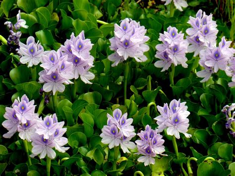 2014 03 17 Eichhornia crassipes Floating water hyacinth 凤眼蓝 植物世界