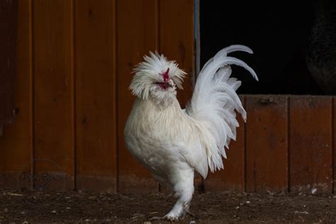 8 Chicken Breeds with Feathers on Their Feet - The Hen's Loft