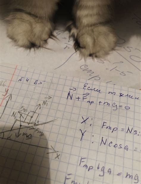 Study Physics Cat How To Study Physics College Motivation Physics