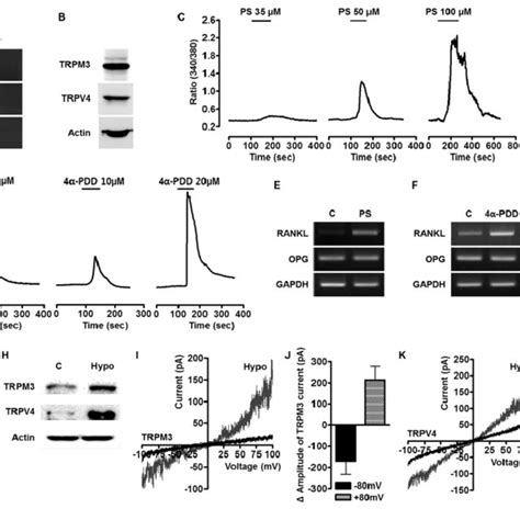 Role Of Trpm3 And Trpv4 In The Ca 2 Influx And Receptor Activator Of Download Scientific