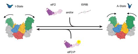model  modulation  eifb activity  scientific diagram