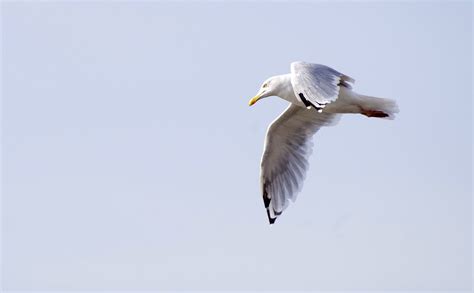 Seagull Flying Bird Free Photo On Pixabay