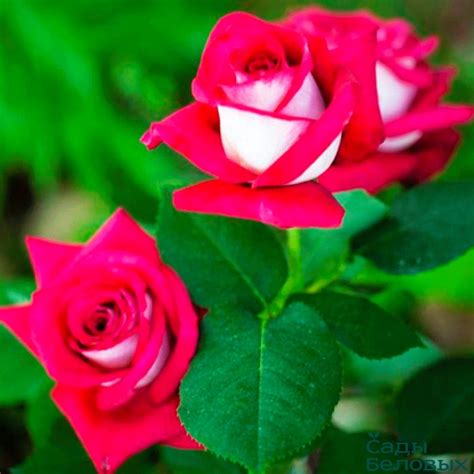 Роза штамбовая чайно-гибридная Моника Беллуччи - Сады Беловых