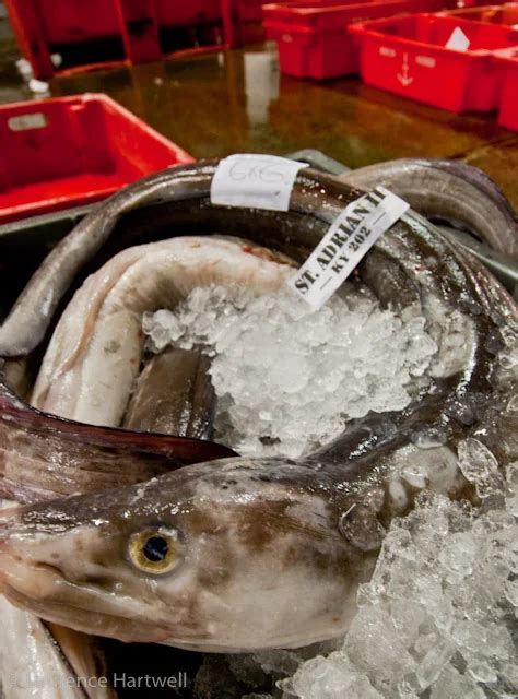 Through The Gaps Newlyn Fishing News Naked Fish And Naked Flesh Media Stars Strip Off To