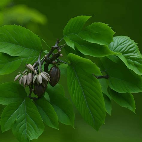 Un Rbol Con Hojas Y Una Rama Con Las Hojas Del Rbol Se Etiqueta Como