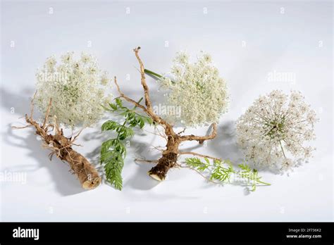 Wild carrot (Daucus carota), root Stock Photo - Alamy