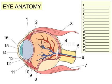 Eye Anatomy With Labeled Structure Scheme For Human Optic Diagram