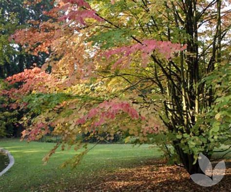 Cercidiphyllum Japonicum Katsura Tree Speciality Trees