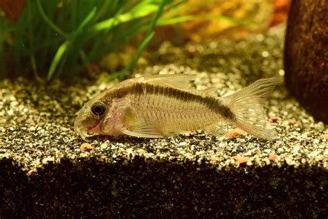 15 Best Cory Catfish Types for Your Aquarium