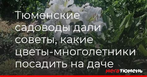 Жителям Тюмени дали советы, какие цветы-многолетники посадить на даче ...