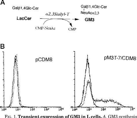 Figure From Expression Cloning Of Mouse Cdna Of Cmp Neuac