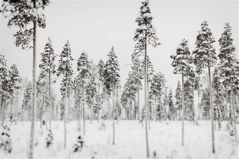 lapland on Behance