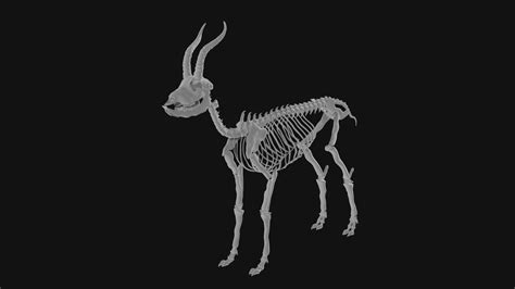 Gazelle skeleton 3d model Low Poly - Team 3d Yard