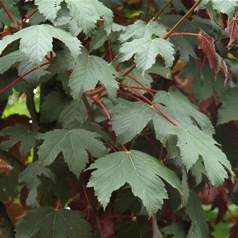 Acer Pseudoplatanus Purpureum Spaethii Clarenbridge Garden Centre