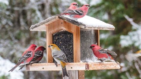 Five Years After 3 Billion Birds Lost Scientists Plan A Road To