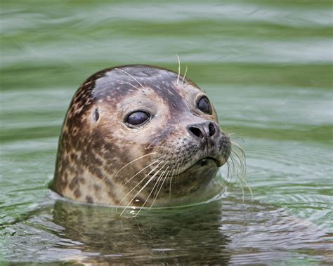 Definitive Guide To Harbor Seal Facts, Habitat, Conservation Status