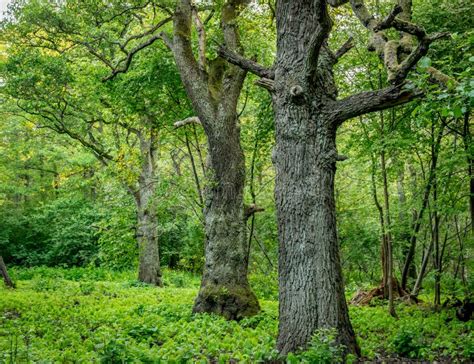 Three trees in the forest stock photo. Image of decays - 131626006