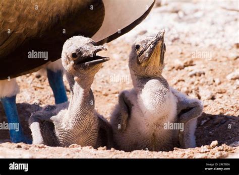 Blue Footed Booby Sula Nebouxii Chicks North Seymour Island