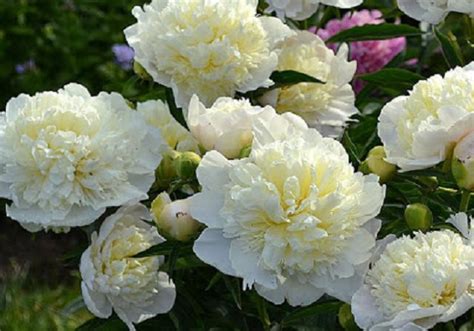 Травянистые : Пион Duchesse de Nemours-Пион Дюшес де Немур