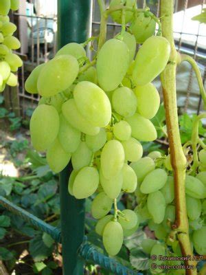 Тимур сорт винограда