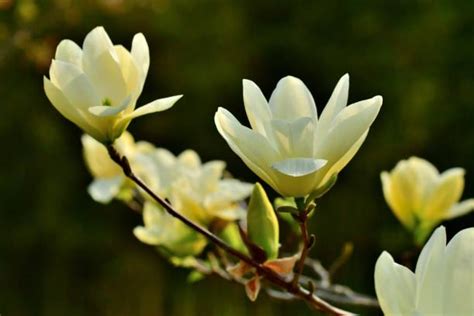 Do Magnolia Trees Need A Lot Of Water