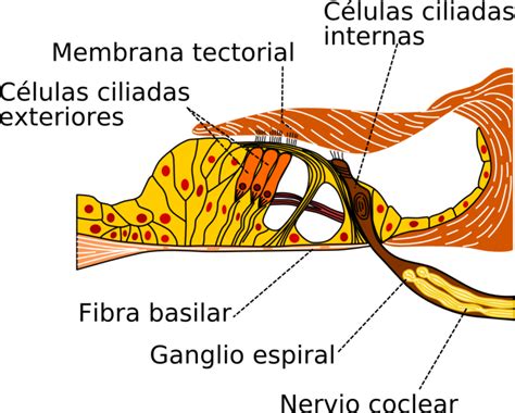 Qu Es El Rgano De Corti Miaud Fono