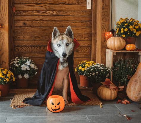 Halloween Pet Safety | Galena Animal Medical Clinic