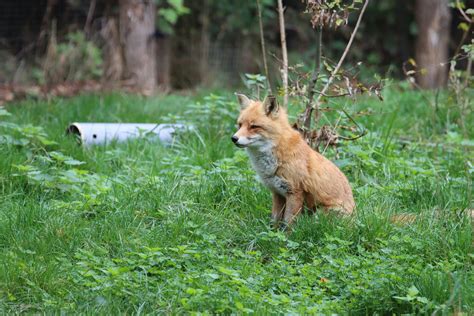 Foxy Lady Photos, Download The BEST Free Foxy Lady Stock Photos & HD Images