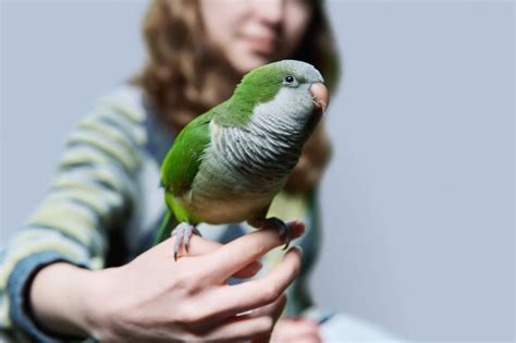 How To Tell The Sex Of Your Parrot Expert Tips Vet Answer Hepper Pet Resources