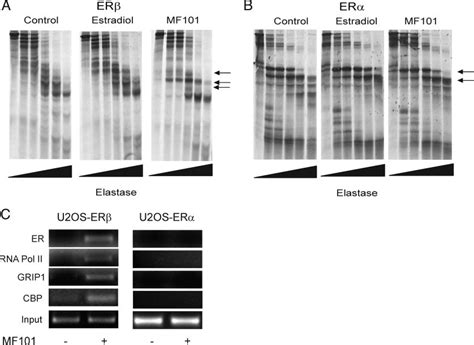 MF101 changes conformation in ER and ER and selectively recruits ER and ...