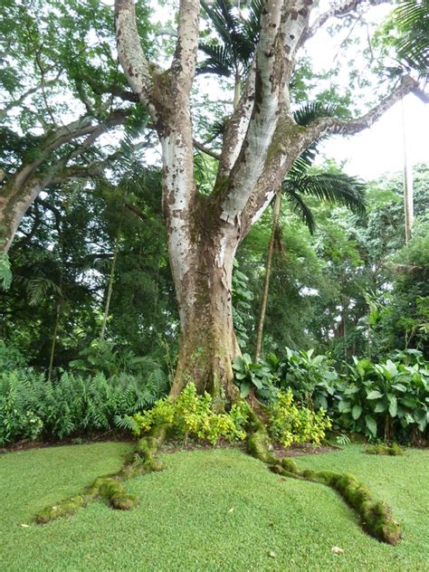 Parkia Tree Parkia Javanica The Outdoor Circle