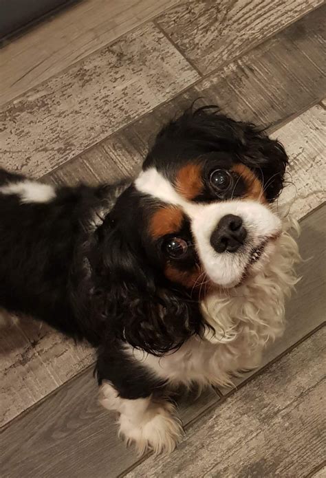 Ralphie- Adopted - Bliss Cavalier Rescue