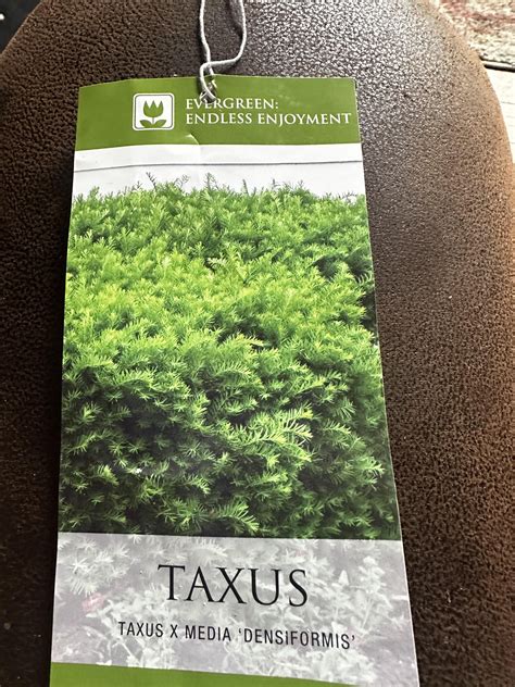 Warning about bushes : it’s a yew and poisonous : r/Costco