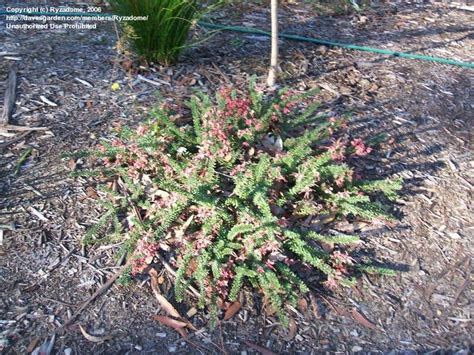 PlantFiles Pictures Grevillea Spider Flower Woolly Grevillea Mt