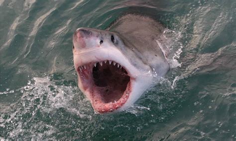 Salmon Shark vs Great White Shark: 3 Differences & Who Wins in a Fight
