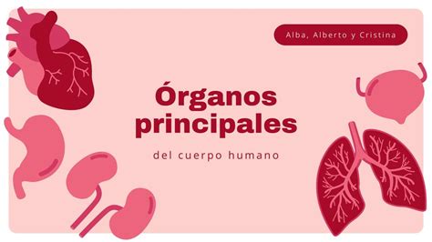 Presentaci N Rganos Del Cuerpo Humano Edit Evelyn Udocz