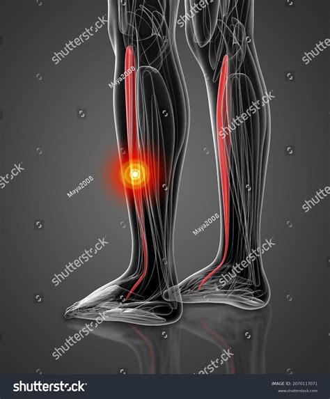 3d Rendering Medical Illustration Tibialis Anterior Stock Illustration