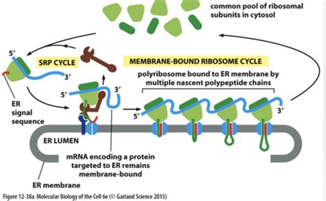 protein sorting and intracellular traffic Flashcards | Quizlet